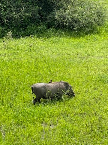 First animal of the safari - the warthog!