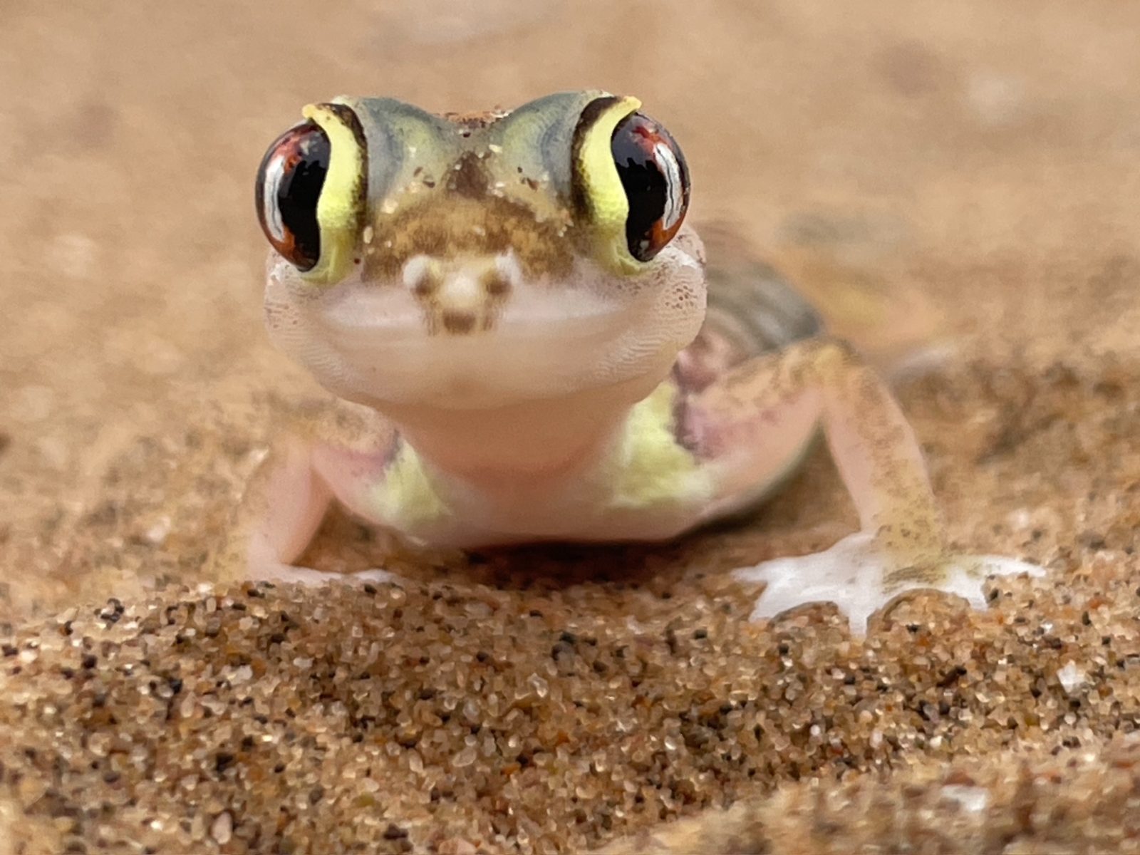 The namib desert gecko! Such a cute creature.