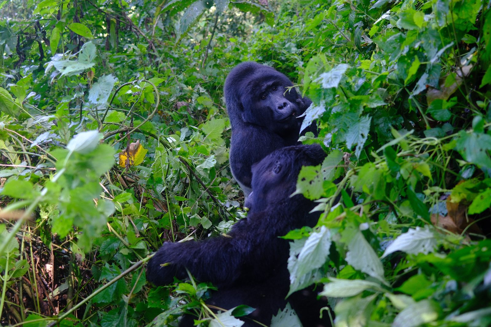 The silverback peeking over.